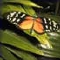 e070325-thumb_butterfly.jpg